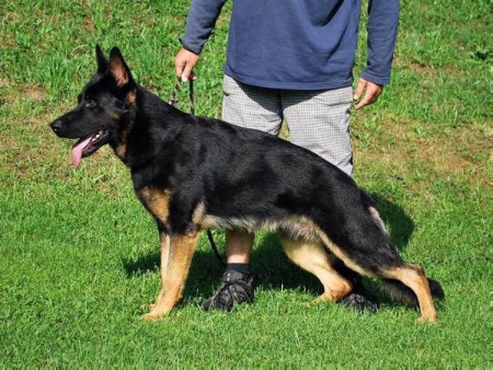 VRH "G" parents : AKRIM Z KARPATSKEHO DVORA x RITA LUBINOV SK 